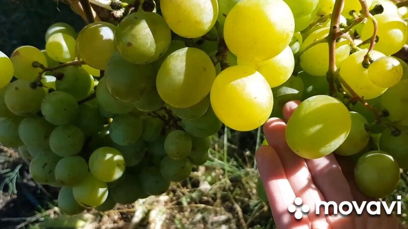 Сорт винограда Талисман - Смотреть онлайн в поиске Яндекса по Видео