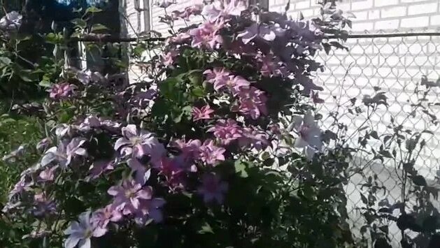 Клематис Виль Де Лион Clematis Ville de Lyon - Смотреть онлайн в поиске ...