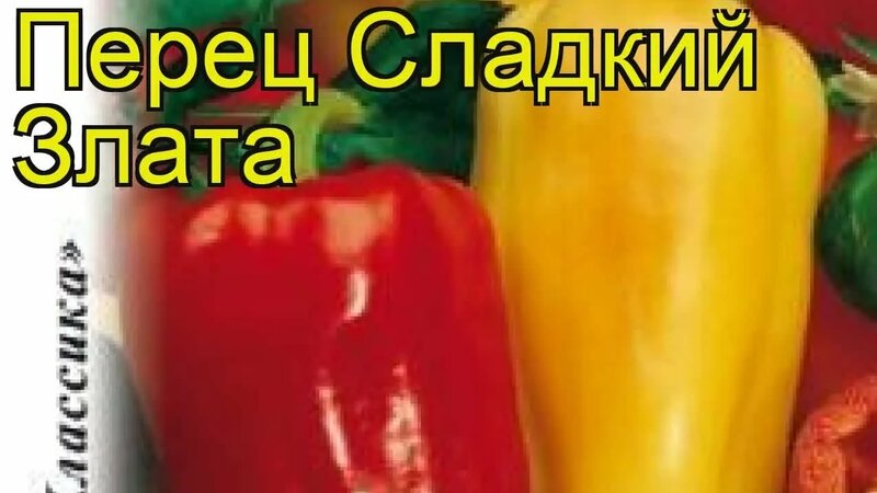 Перец сладкий Злата. Краткий обзор, описание характеристик, где купить ...