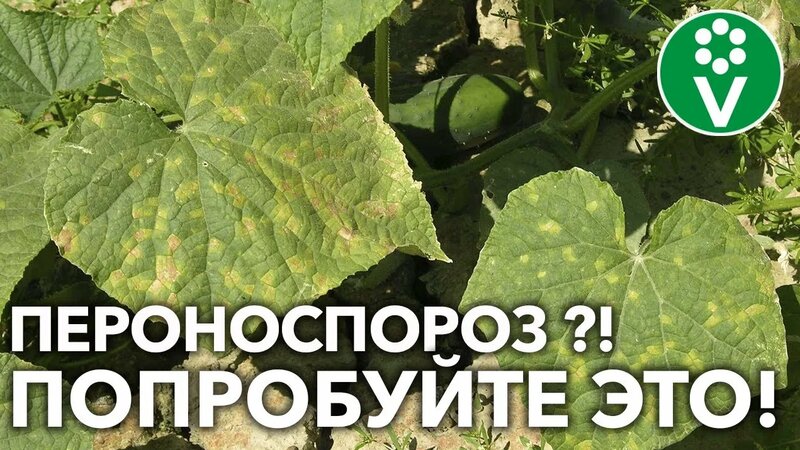 Как не допустить появления пероноспороза на огурцах?! - Смотреть онлайн ...