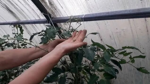 Помидор томат, Сибирский скороспелый, обзор, вкус и способ выращивания ...