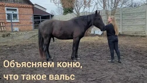 Лошади