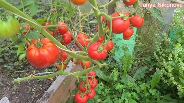 Томат F1 благовест. обзор куста и помидор ?. - Смотреть онлайн в поиске ...