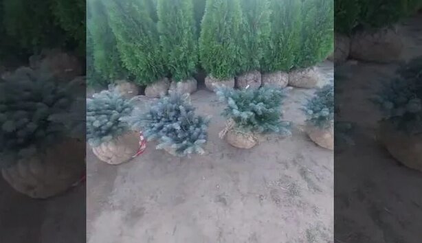 Ель колючая глаука глабоза - Смотреть онлайн в поиске Яндекса по Видео