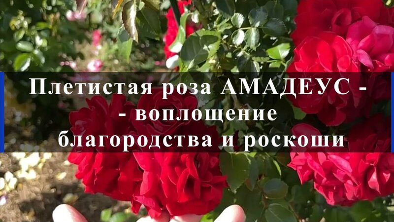 Плетистая роза Амадеус - воплощение благородства и роскоши - Смотреть ...