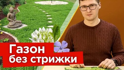 Газон для ленивых! Посадите такие растения вместо газона и ...