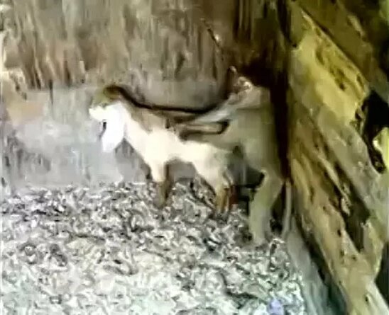 Новые видео: порно мужик ебет козу животное, стр. 18