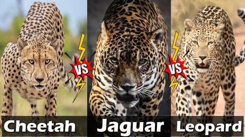 Different Between Cheetah Vs Jaguar Vs Leopard |Jaguar Vs Leopard Vs  Cheetah - поиск Яндекса по видео