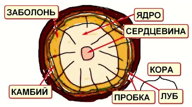Древесина конструкционный материал. Часть 1. - Смотреть онлайн в поиске ...