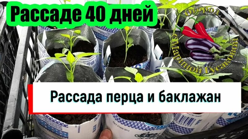 Супер Рассада перца и баклажан. Обзор и Первая подкормка - Смотреть ...