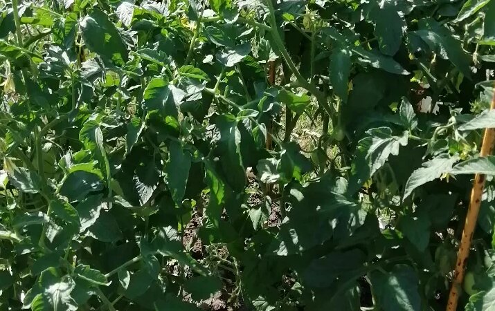 Томаты сорта "Садовая жемчужина" - вот так жемчуг. - Смотреть онлайн в ...