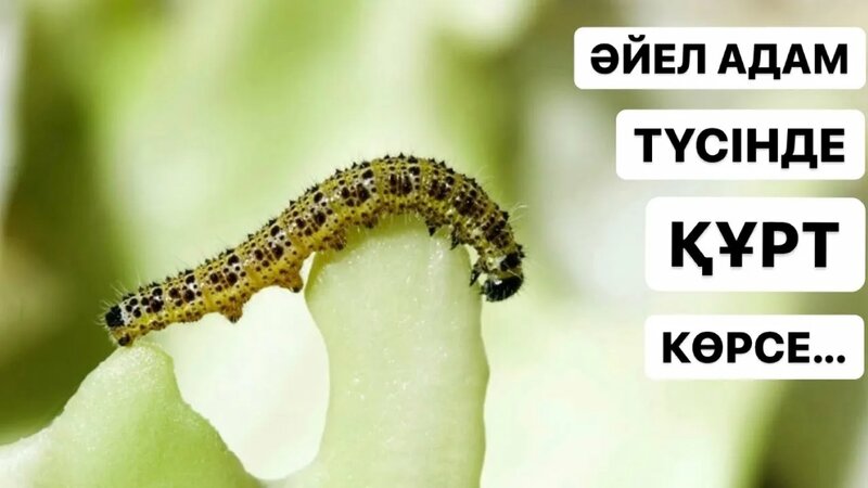 Ресейлік тележүргізушілермен эротика