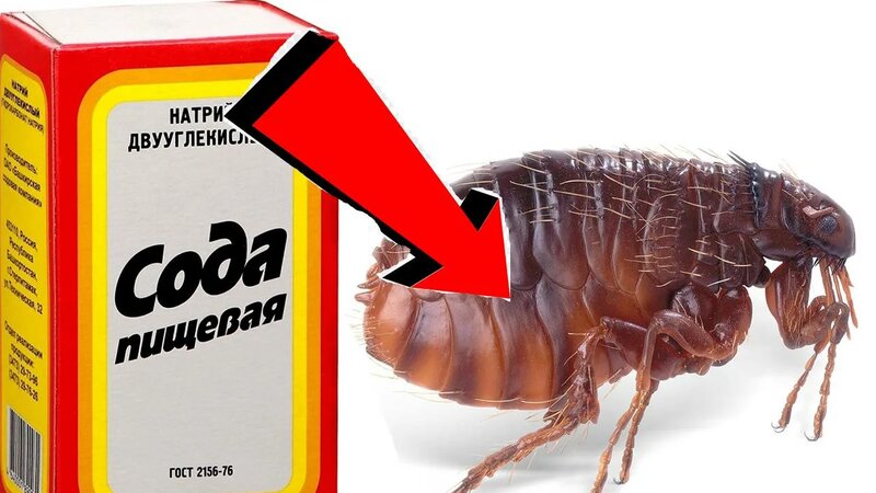 Как быстро избавиться от земляных блох За 3 Секунды ...