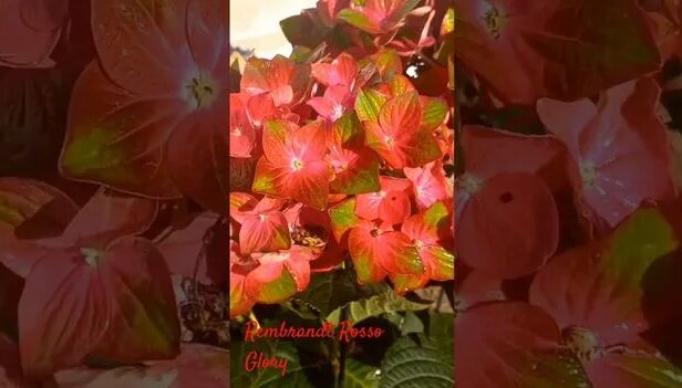 Гортензия Рембрандт Россо Глори - Смотреть онлайн в поиске Яндекса по Видео