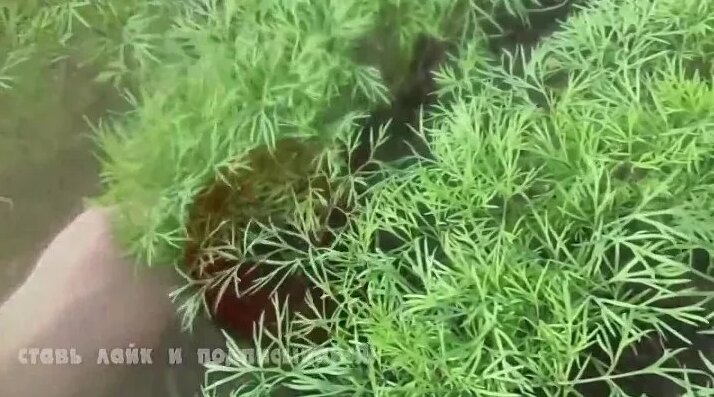 Как вырастить укроп дома - простой способ посадки укропа на подоконнике ...
