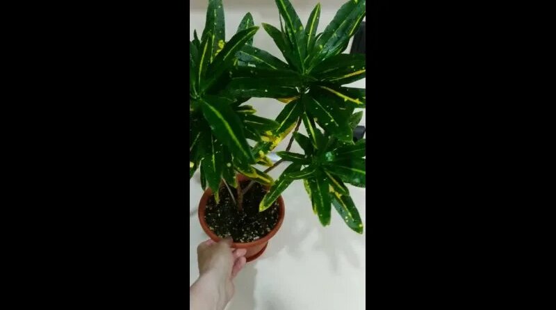 Кротон, сорт 'Санни стар' - Смотреть онлайн в поиске Яндекса по Видео