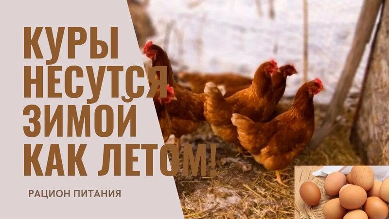 Чем кормить кур зимой для повышения яйценоскости? Рацион кормления ...
