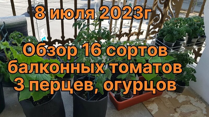08.07.23. Балконные томаты, 16 сортов. Обзор.3 сорта Балконных перцев ...