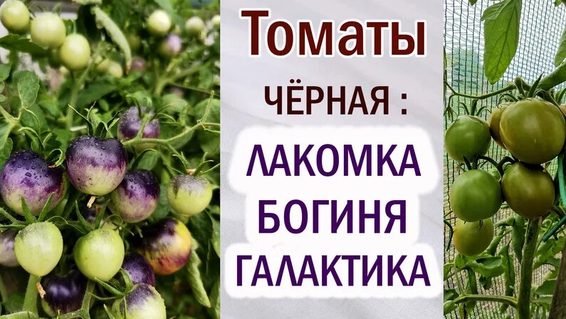Томаты Чёрная Богиня, Чёрная Лакомка, Чёрная Галактика. Обзор сортов ...