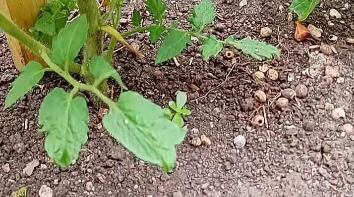 Перцевидный малиновый 14 июля 22 года - Смотреть онлайн в поиске ...