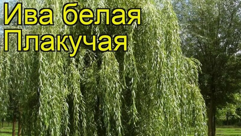 Ива белая Плакучая. Краткий обзор, описание характеристик, где купить ...