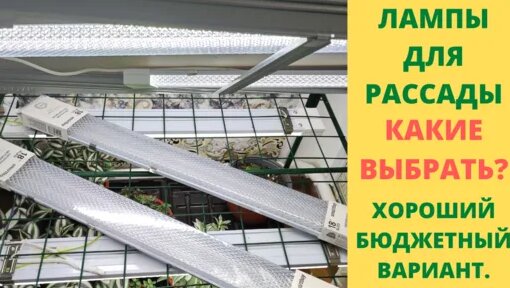 Цветочное Счастье | Какие лучше лампы купить для рассады. Купить дорого ...
