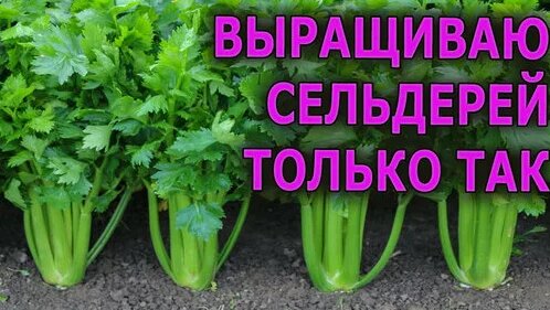 Вот этот сорт я сажаю / простой и надежный способ посева черешкового ...