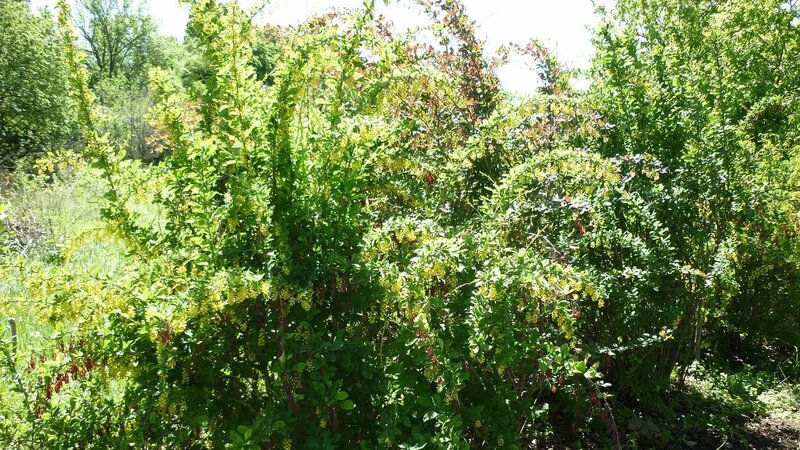 Живая изгородь из барбариса — это просто подарок для пчёл