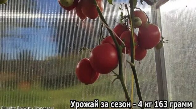 Томат Яша Югославский. Описание и внешний вид #томат #сорт #семена ...