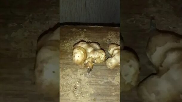 Топинамбур. Какой сажать и как чистить. Какие клубни выбирать для ...
