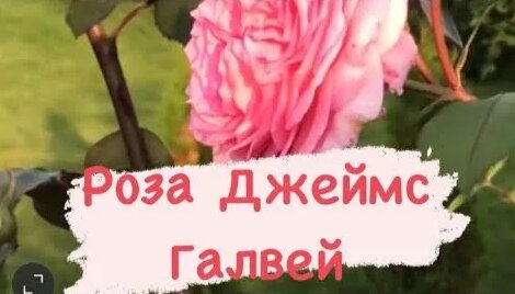Английская роза Джеймс Галвей монстр или украшение сада - Смотреть ...