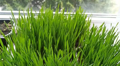 Пророщенное зерно пшеницы — это витаминно-минеральная подкормка для ...