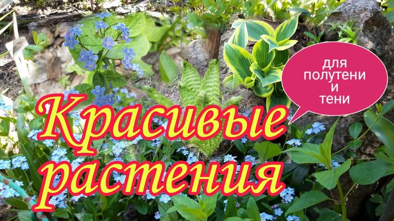 Красивые растения для полутени и тени.Цветники в тени.Сад.Дача ...