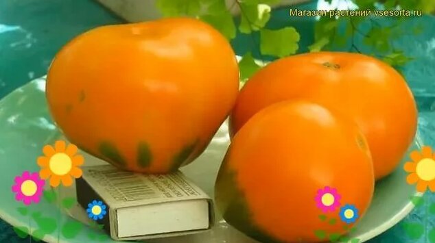 Томат обыкновенный Лампа Алладина. Краткий обзор, описание ...