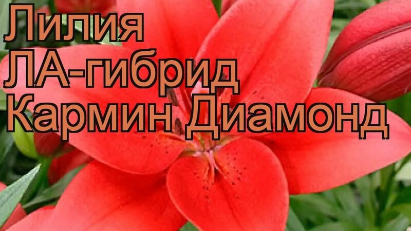 Лилия ла-гибрид Кармин Диамонд обзор: как сажать, луковицы лилии Кармин ...