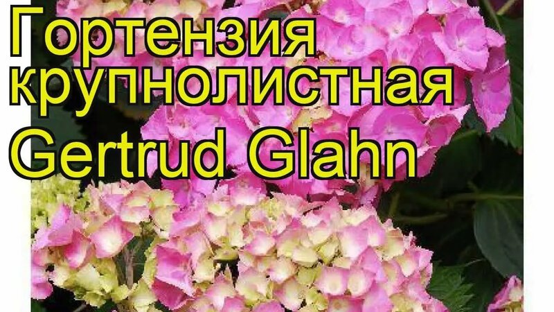 Гортензия крупнолистная Гертруда Глан. Краткий обзор, описание ...