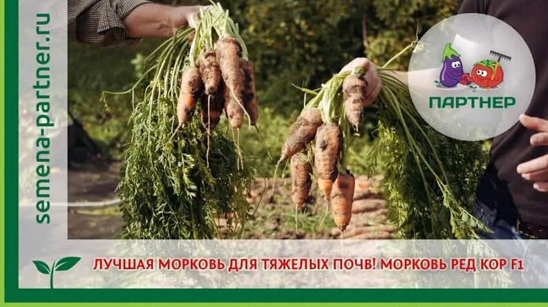 Лучшая морковь для тяжелых почв! морковь ред кор F1 - Смотреть онлайн в ...