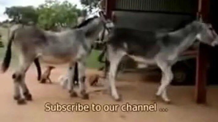 Спаривание ослов, Animal mating hard Donkey, спаривание животных ...