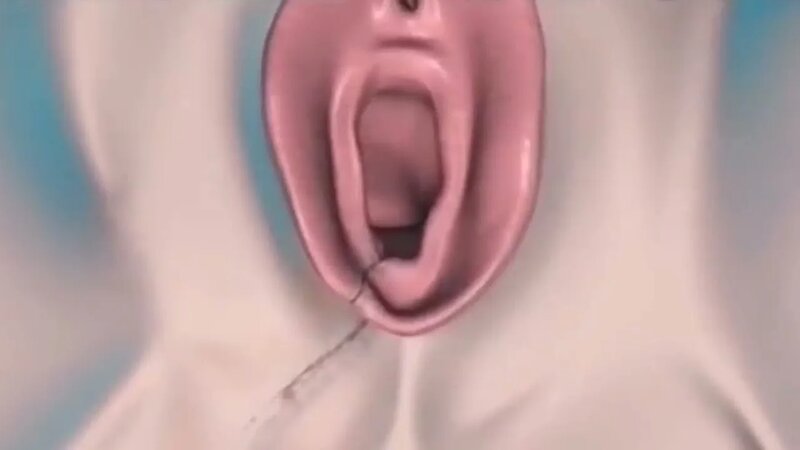 Hol etuk mushuk yaqin