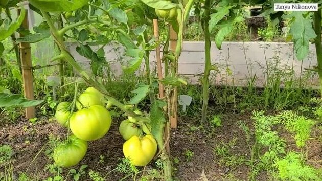Томат Старый Немецкий ( OLD German Tomato ). Первая кисть созревает и ...