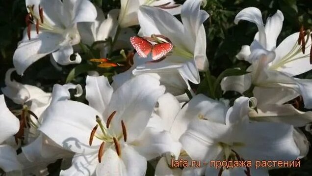 Лилия от-гибрид Замбези (lilium ot-hybrid zambezi) ? обзор: как сажать ...