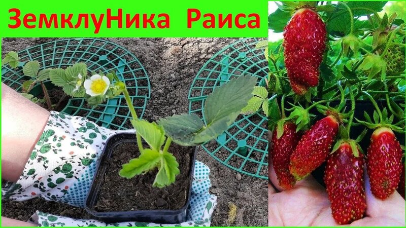 Земклуника Раиса Посадка | Подставки ПОД Клубнику В Действии # ...