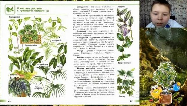 Атлас-определитель ОТ Земли ДО НЕБА #10 Комнатные Растения - Смотреть ...