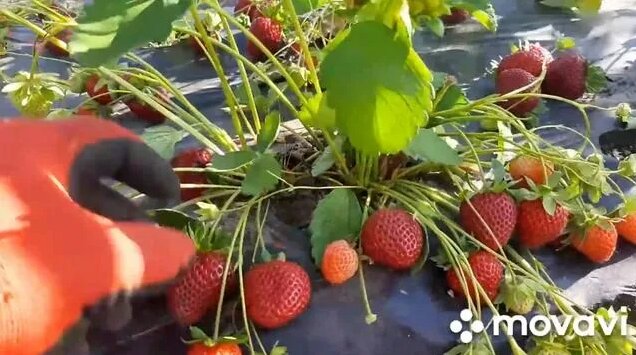 Клубника Флорида Бьюти - красота и вкуснота! - Смотреть онлайн в поиске ...