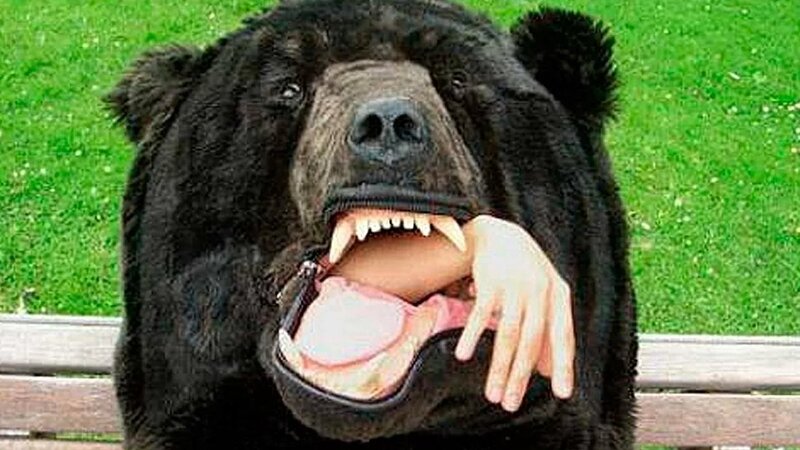 Слабонервным не смотреть . нападение медведей на людей