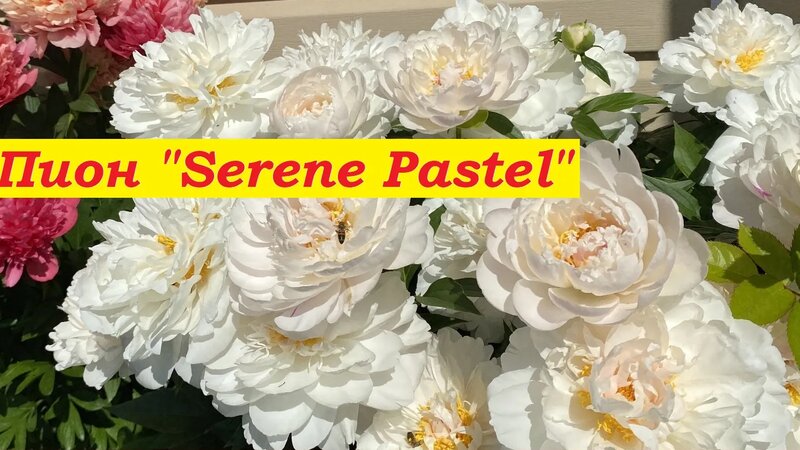 Пион Серин Пастель Peony Serene Pastel - Смотреть онлайн в поиске ...