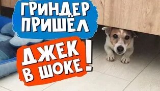 Что такое Гриндер для собак и кошек. Как им пользоваться. Машинка для ...