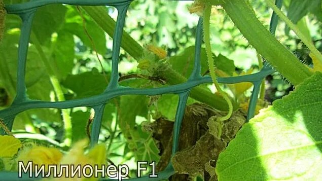 Огурцы сорта Миллионер F1 - Смотреть онлайн в поиске Яндекса по Видео