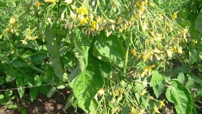 Поцелуй Герани томат сортовой 2 серия - Смотреть онлайн в поиске ...