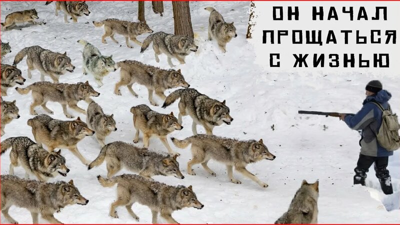 Истории про волков - на грани жизни и смерти. Таежные истории. Аудио ...
